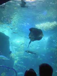 【祝🎉20周年！】展示会が魅力的な新江ノ島水族館🦭