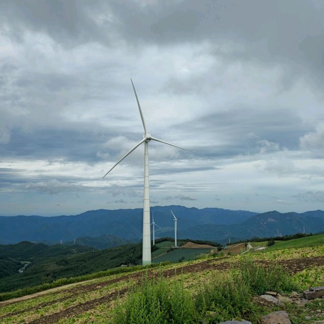 여름여행 태백의 매봉산 바람의 언덕
