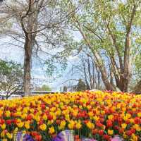 Bowral, NSW Tulip Festival