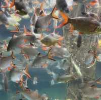 Dive Into Adventure at Aquaria KLCC: An Underwater Journey in the Heart of Kuala Lumpur