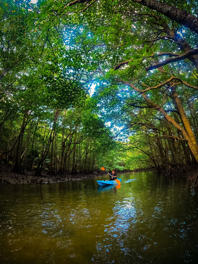 【西表島】マングローブのトンネルをカヌーで探検🛶