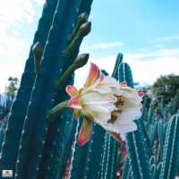 ไร่วันยังขำ จ.ศรีสะเกษ 🏜️🌵🌿