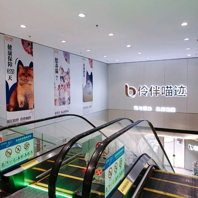 深圳灣超治癒貓Cafe😍