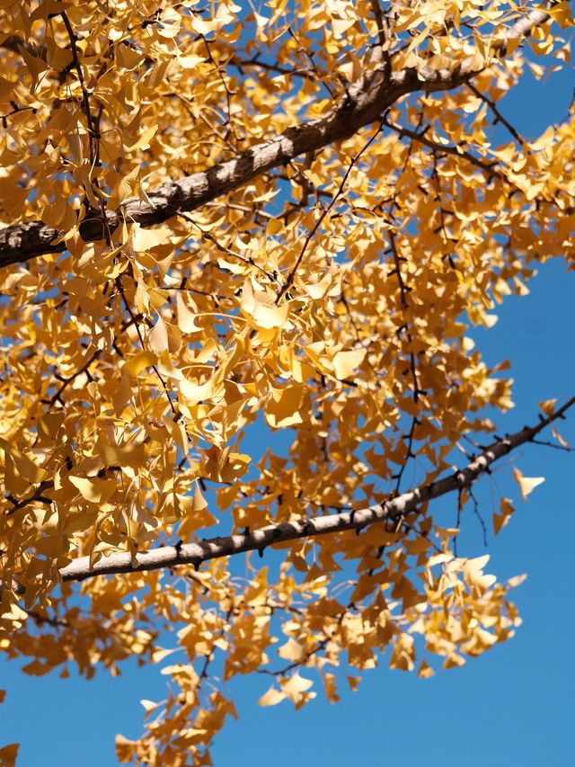 東京賞楓秘境🍁：芝公園！遠眺東京鐵塔🗼最佳位置！ 