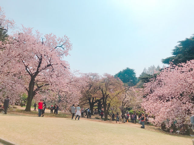 日本🇯🇵東京新宿御苑賞櫻花🌸