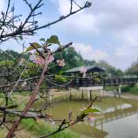 #櫻花盛開