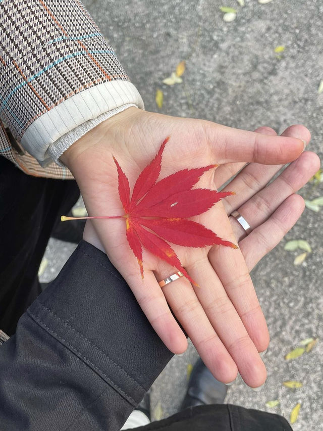 가을여행 단풍데이트는 여기서❤️