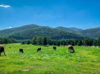 【北海道】自然と共に遊ぶ🌲トマム ファーム🐄