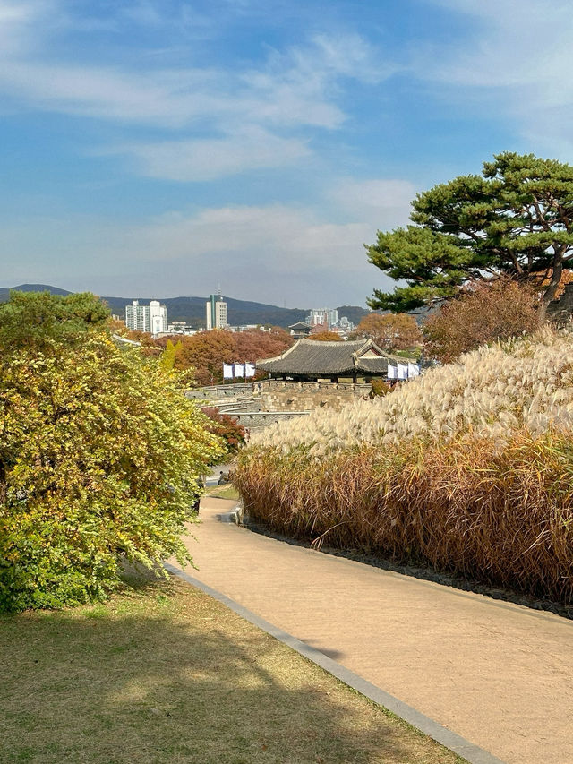 가을에 꼭 가야 할 억새명소