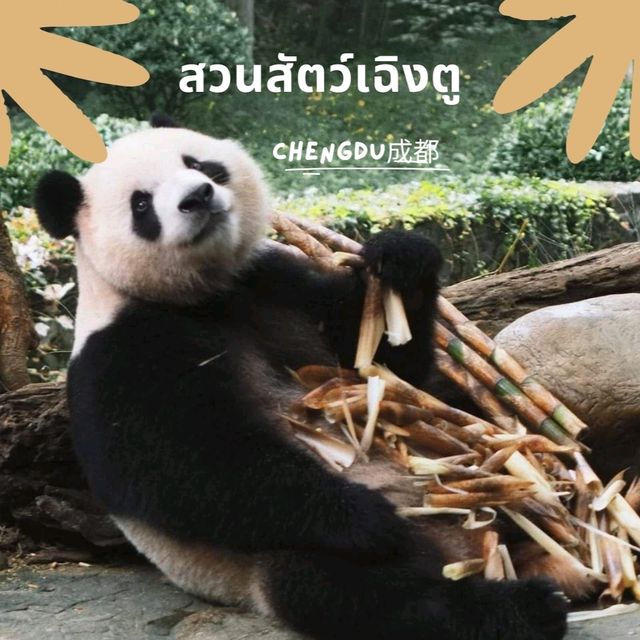 สวนสัตว์เฉิงตู