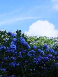 名古屋打卡聖地：形原溫泉紫陽花祭 