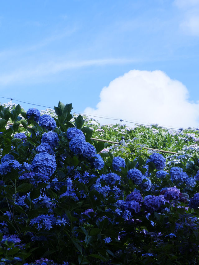 名古屋打卡聖地：形原溫泉紫陽花祭 