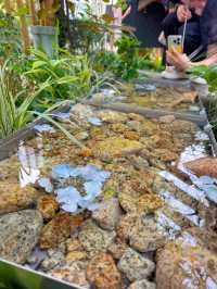 【千葉】植物好きは絶対に行ってほしい!!オシャかわショップ