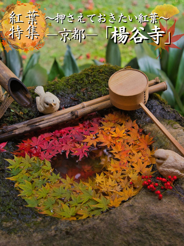 【紅葉特集】映えが止まらない😍紅葉期間の限定公開も✨花手水発祥の地で見る紅葉🍁 