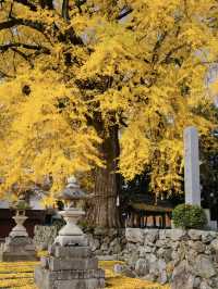 【ここ行って】住宅街に突如現れる、樹齢300年以上のイチョウが美しい穴場の神社⛩️