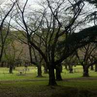 Autumn Serenity at Yoyogi Park