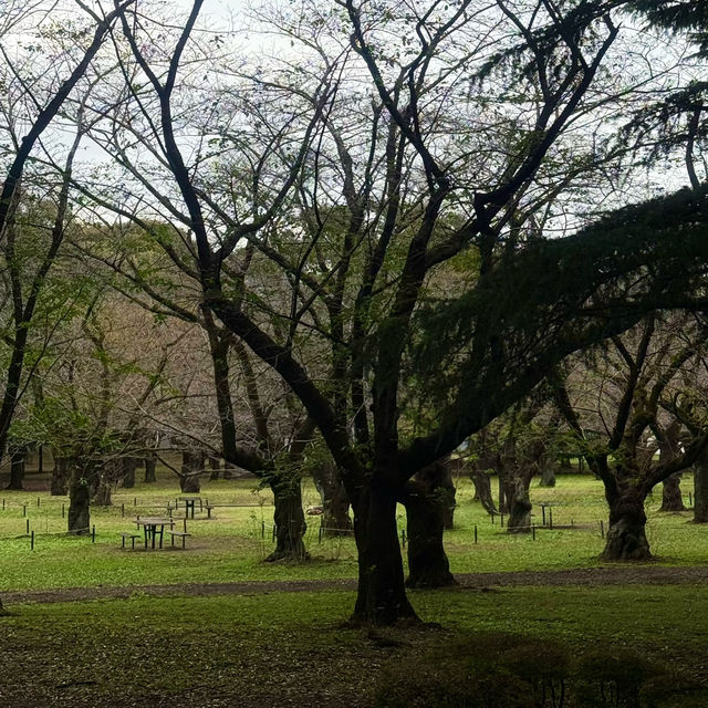 Autumn Serenity at Yoyogi Park