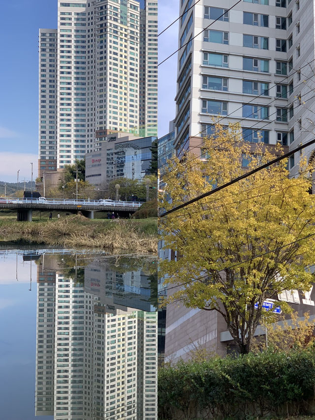 지금 달려가면 볼 수 있는 단풍 🍁