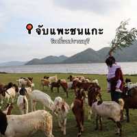จับแพะชนแกะ เขื่อนปราณบุรี