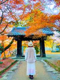 福岡観光🥰情緒ある秋月城跡🏯紅葉も美しい🍁