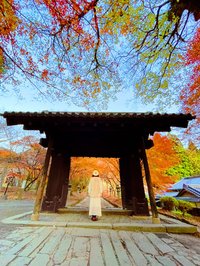 福岡観光🥰情緒ある秋月城跡🏯紅葉も美しい🍁