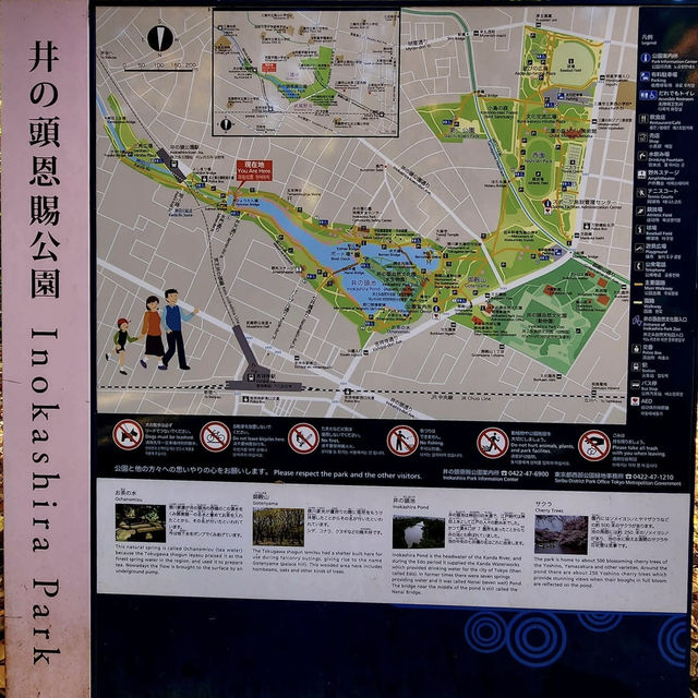 井之頭恩賜公園-不同種類的楓樹交織成美麗的畫卷
