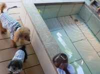 愛犬と泊まれる🐕‍🦺三重県紀北町の温泉villa御伽話