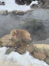 A Magical Encounter at Snow Monkey Park, Japan