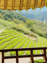 지리산 자락의 초록 물결, ‘정금차밭’ 🍃