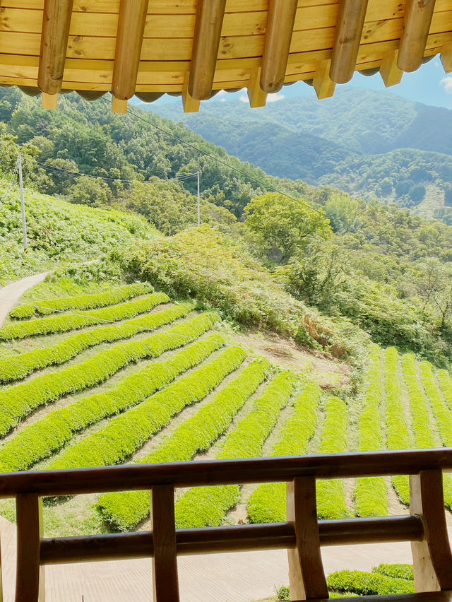 지리산 자락의 초록 물결, ‘정금차밭’ 🍃