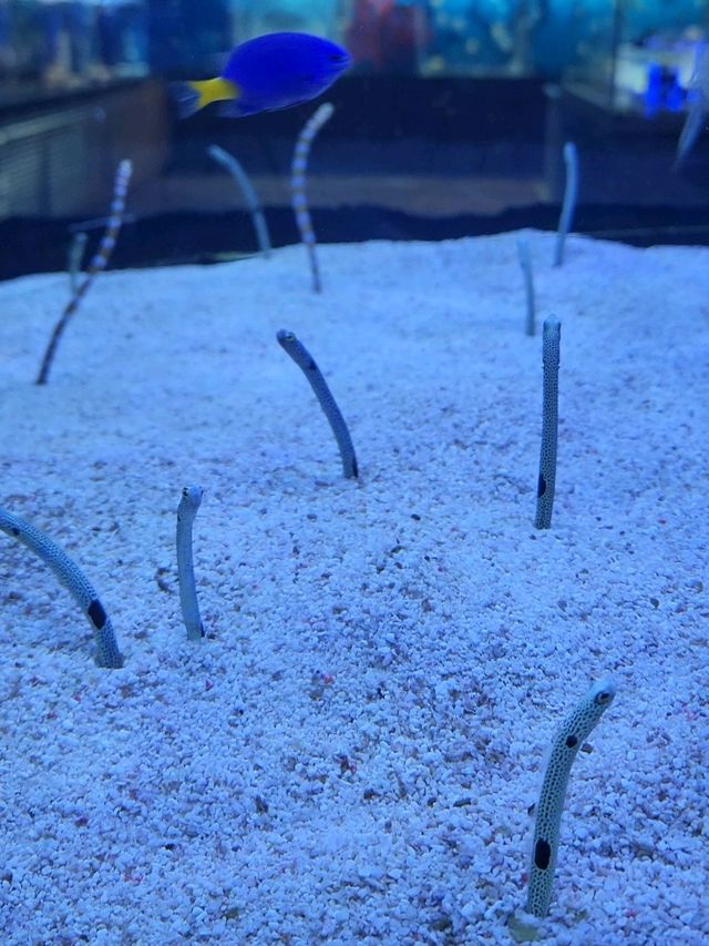 นางเงือกมีจริงที่ Zhejiang Polar Ocean World