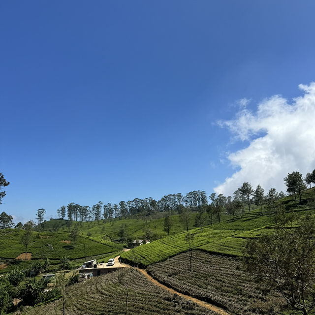 斯里蘭卡🇱🇰 - Lipton發源地