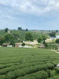 Choui Fong Chiang Rai Tea Plantation