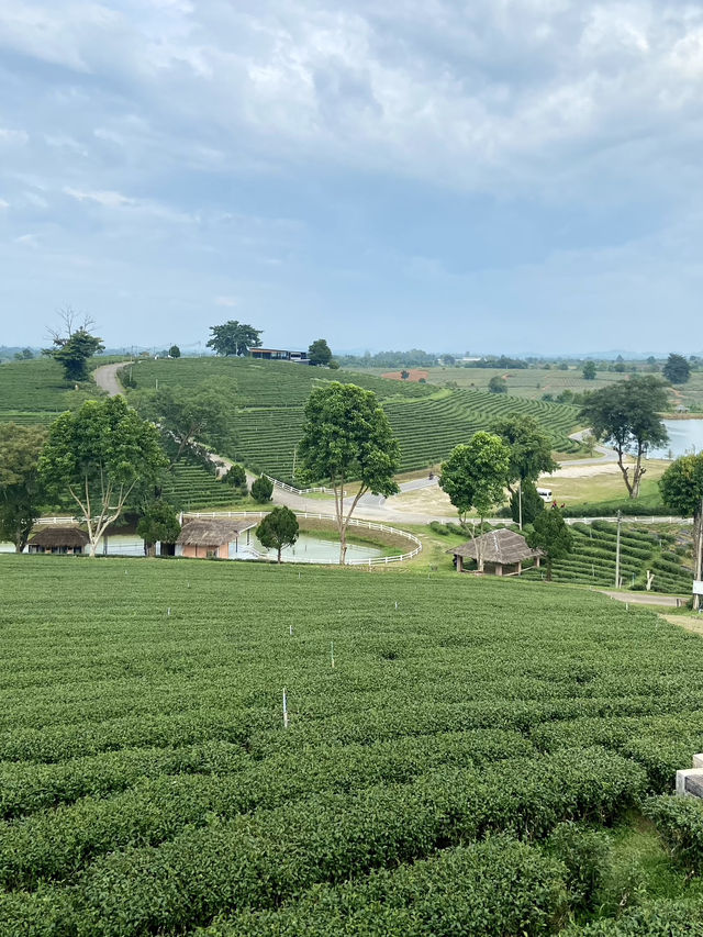 Choui Fong Chiang Rai Tea Plantation