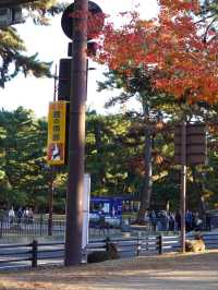 【奈良公園】自然と歴史と鹿に癒される旅🫎