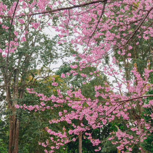 🌸อุโมงค์ซากุระ ขุนวาง 🌸