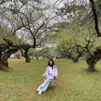 สวนบ๊วย ดอยอ่างขาง