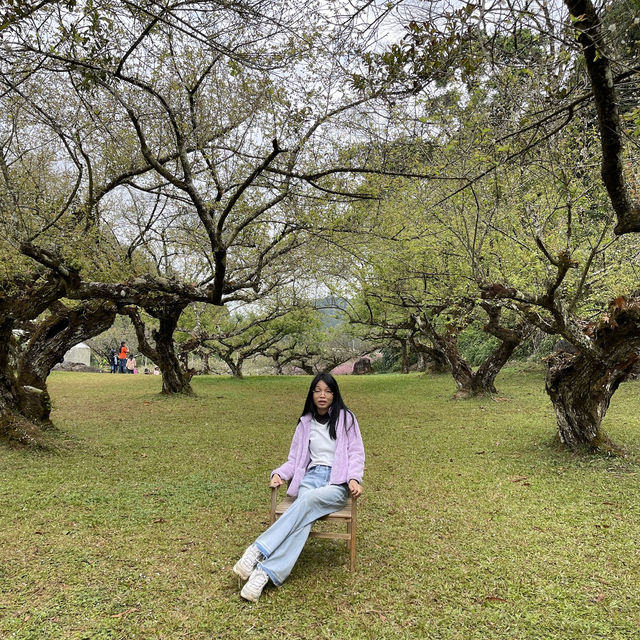 สวนบ๊วย ดอยอ่างขาง