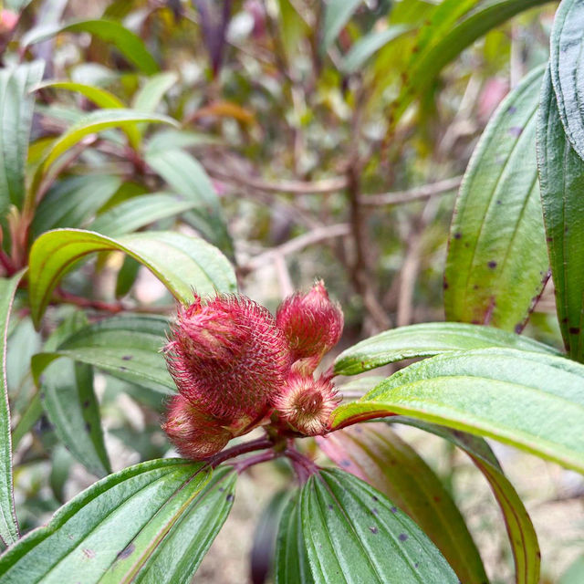 情人節行山睇植物