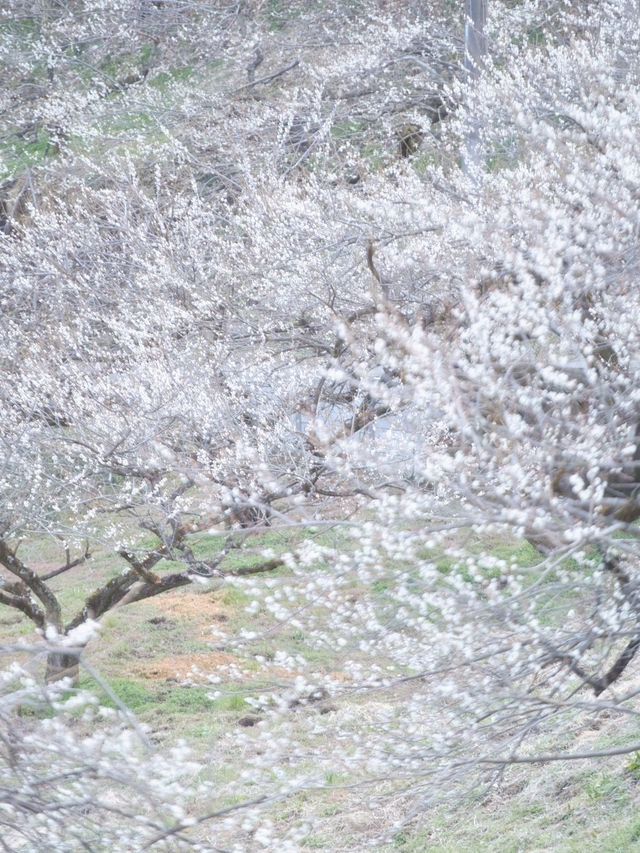 【群馬】3万5千本の梅の花が咲き誇る絶景😍秋間梅林で春の訪れを感じよう🌸