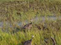 A Full-Day Safari in Yala National Park