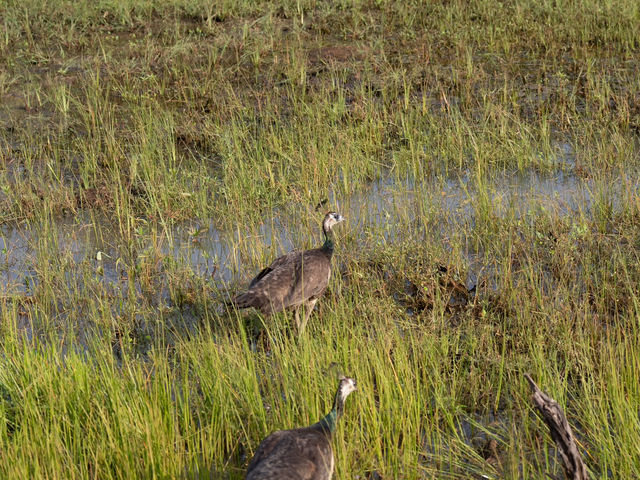 A Full-Day Safari in Yala National Park