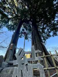 佐賀｜三千年神木跟茅之輪除厄 溫泉鄉武雄神社求愛情傘簽