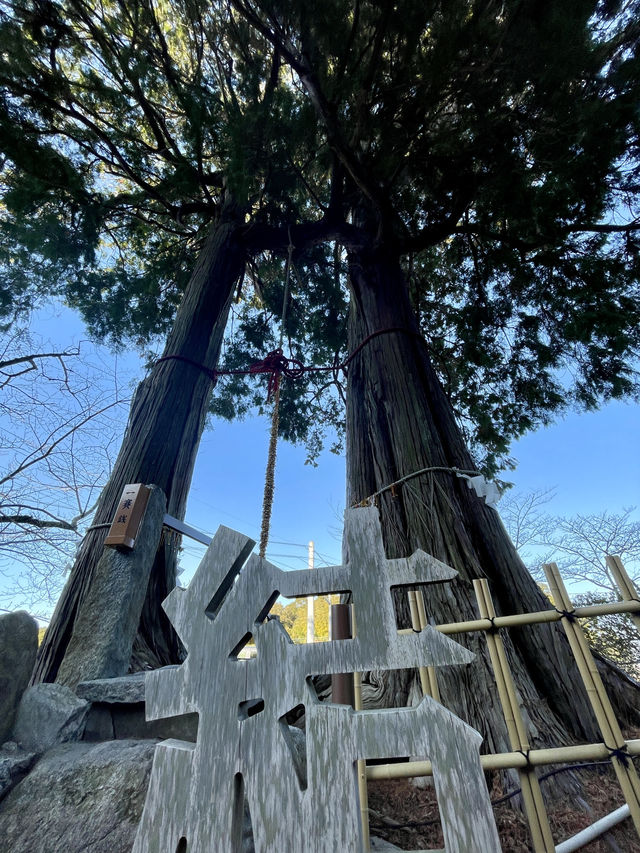 佐賀｜三千年神木跟茅之輪除厄 溫泉鄉武雄神社求愛情傘簽