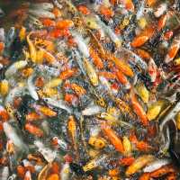 ชมปลาคาเฟ่ หนองชิ่ม จันทบุรี 