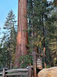 Among Giants – My Outdoor Adventure in Sequoia National Park