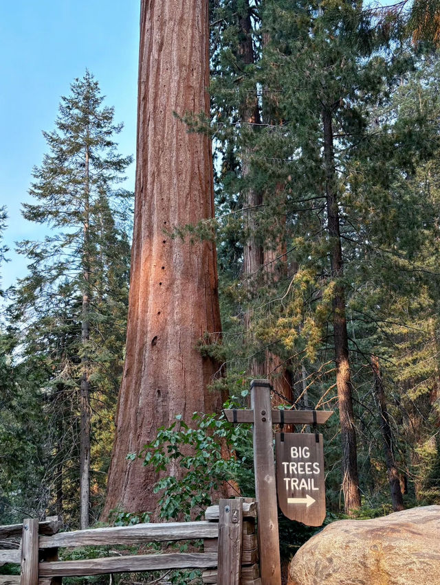 Among Giants – My Outdoor Adventure in Sequoia National Park