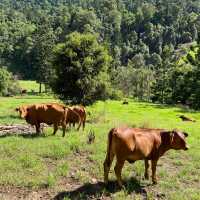 Lamington National Park: A Trekker's Paradise