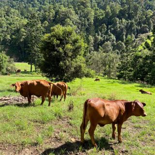 Lamington National Park: A Trekker's Paradise