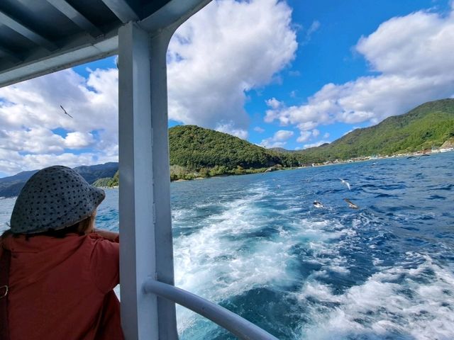 伊根遊船餵食海鷗，近距離感受海之京都